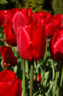 Tulipan TRIUMPH RED 5 SZT.