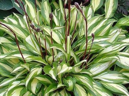 Hosta SORBET Funkia /C2 *K7