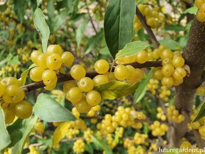 Oliwnik baldaszkowaty POINTILLA FORTUNELLA® Elaeagnus umbellata C5/50cm