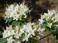 Rhododendron atlanticum SNOW BIRD C5/60-80cm *K19