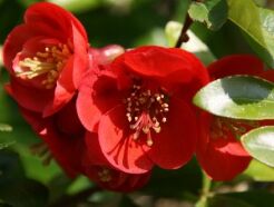 Pigwowiec okazały CRIMSON & GOLD na PNIU Chaenomeles x superba