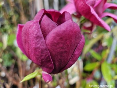 Magnolia soulangeana GENIE® C5(C12)/1,2m *TP