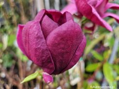 Magnolia soulangeana GENIE® C5(C12)/1,2m *TP