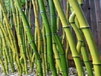 Bambus ogrodowy Fargesia rufa Fargesia rdzawa C5/80-100cm *K6-O