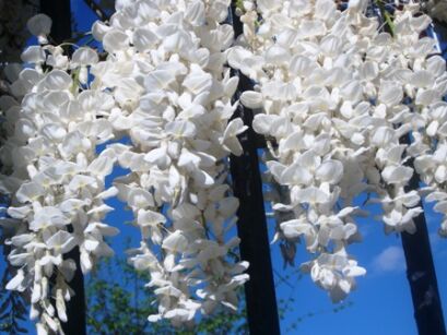 Wisteria macrostachya CLARA MACK W. Kentucky Glicynia amerykańska