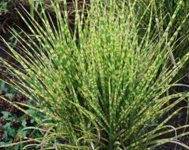 Miscanthus sinensis 'GOLD BAR' PBR Miskant