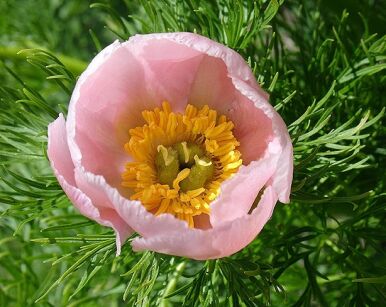 Piwonia delikatna (wąskolistna) ROSEA Paeonia tenuifolia /C3