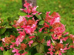 Hortensja bukietowa EARLY SENSATION Hydrangea paniculata 'Bulk' /C5