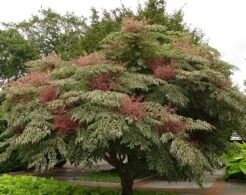 Aralia japońska VARIEGATA Aralia elata  C7,5/50cm *T3