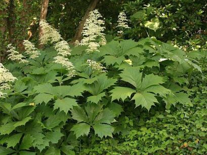 Rodgersja stopowcolistna Rodgersia podophylla /C5 *K9