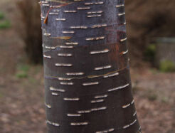 Brzoza pożyteczna DARKNESS Betula utilis C5/1-1,2m *K6