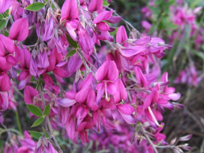 Lespedeza thunbergii /C5(C10)*T72