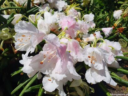 Rhododendron hyperythrum Różanecznik rurkowaty /C4