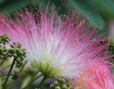 Albicja jedwabista TROPICAL DREAM Albizia julibrissin Jedwabne perskie drzewo C5/30-40cm *7