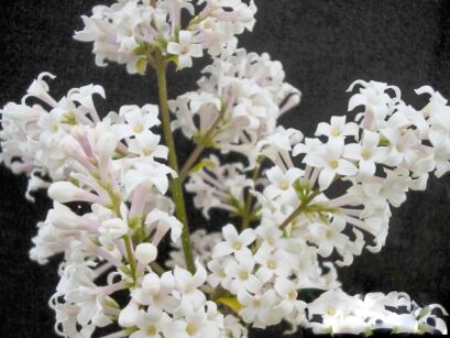 Lilak kosmaty Syringa villosa P11(C5)/80-100cm *K6