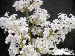 Lilak kosmaty Syringa villosa C5/80-100cm *K19