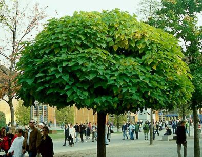 Catalpa NANA Surmia bigoniowa, Katalpa C10/Pa180cm (2m)