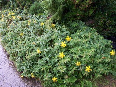 Dziurawiec kielichowaty Hypericum calycinum ang. Rose of Sharon /C2 *K16