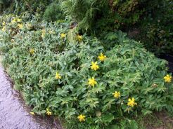 Dziurawiec kielichowaty Hypericum calycinum ang. Rose of Sharon /C2 *K16