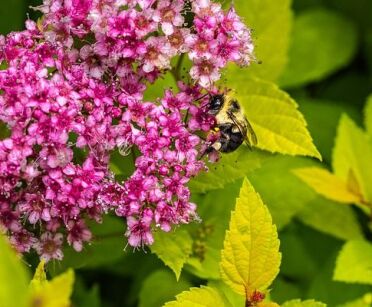 Tawuła japońska GOLDEN PRINCESS Spiraea japonica /C1,5 *4