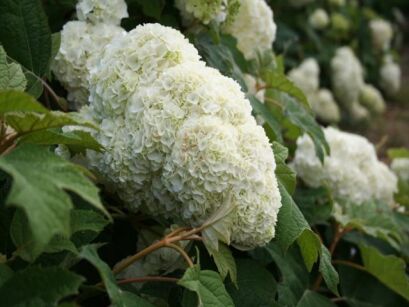 Hortensja dębolistna HARMONY Hydrangea quercifolia C5/50cm *T43