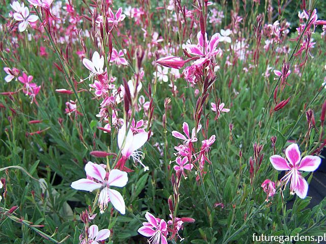 Gaura lindheimeri SISKIYOU PINK /C2 *K16