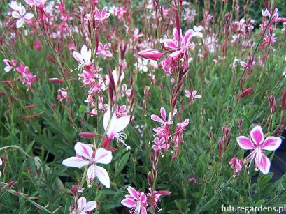 Gaura lindheimeri SISKIYOU PINK /C2 *K16
