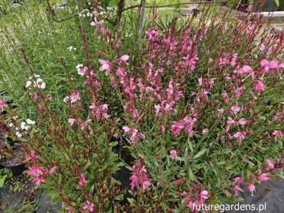 Gaura lindheimeri SISKIYOU PINK /C2 *K16