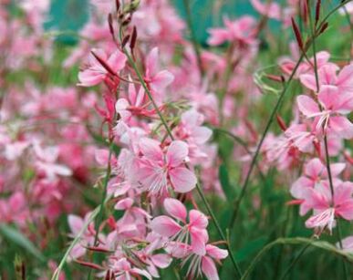 Gaura różowa /C1