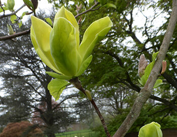 Magnolia GREEN BEE