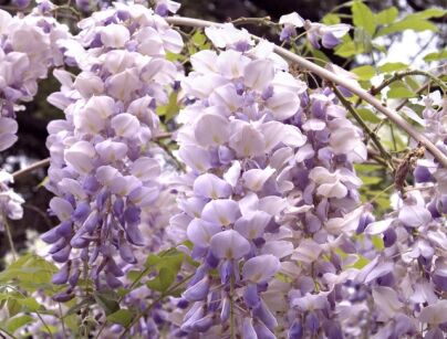 Wisteria macrostachya AUNT DEE Glicynia amerykańska C2/80cm *T52