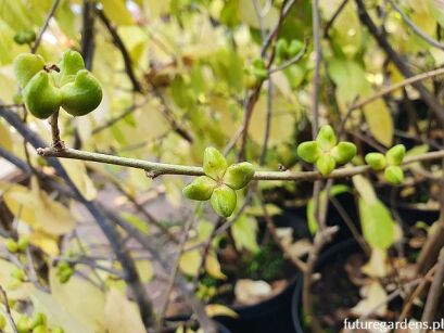 Oriksa japońska Orixa japonica C2/30cm *K8