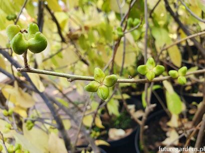 Oriksa japońska Orixa japonica ~ nasiona 5szt.