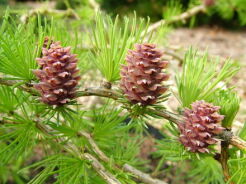 Modrzew europejski STEFEK 26-letni Larix kaempferi (bonsai nr 13) 
