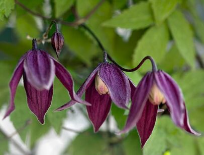 Clematis BRUNETTE  Powojnik botaniczny