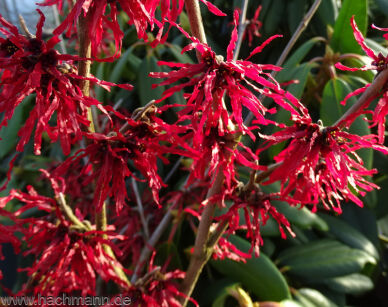 Oczar FOXY LADY Hamamelis × intermedia C3/40cm *K12