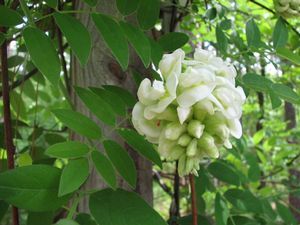 Wisteria frutescens NIVEA Glicynia amerykańska C2/80-100cm *K8