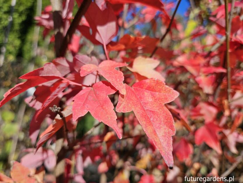 Klon Bürgera K.trójzębny Acer buergerianum C5/1,4-1,8m *TL