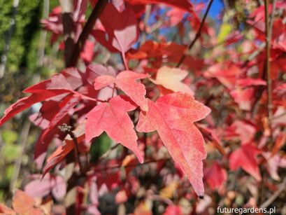 Klon Bürgera K.trójzębny Acer buergerianum C5/1,4-1,8m *TL