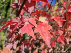 Klon Bürgera K.trójzębny Acer buergerianum C5/1,4-1,8m *TL