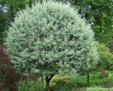 Grusza wierzbolistna PENDULA Pyrus salicifolia C5/Pa80(100)cm *23K