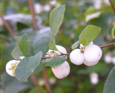 Śnieguliczka BIAŁA Symphoricarpos albus C3/20-30cm *K17