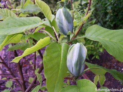 Magnolia acuminata SEIJU C3/60cm *T71