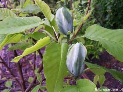 Magnolia acuminata SEIJU C3/60cm *T71