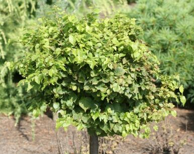 Lipa drobnolistna KOMSTA MINIMA /1,2m Tilia cordata (bonsai nr 7)