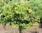 Lipa drobnolistna KOMSTA MINIMA /1,2m Tilia cordata (bonsai nr 7)