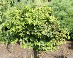 Lipa drobnolistna KOMSTA MINIMA /1,2m Tilia cordata (bonsai nr 7)
