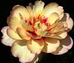 Piwonia ITOH 'CALLIES MEMORY' Paeonia ITOH /C5