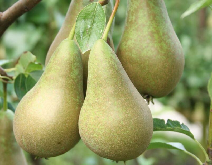 Grusza KONFERENCJA Pyrus communis
