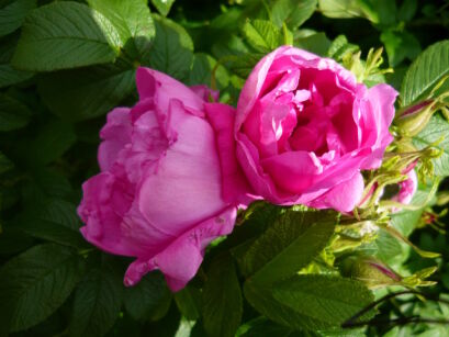 Róża pomarszczona PINK PAVEMENT®  'Hanbau' Hybrid rugosa 